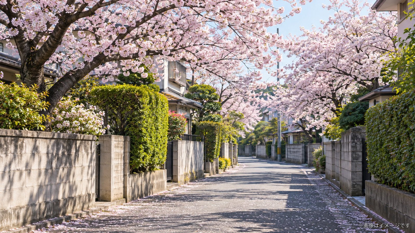 春の住宅街の桜並木のイメージ